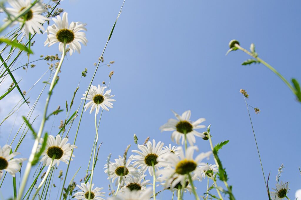 hd wallpaper, daisies, meadow-5343423.jpg